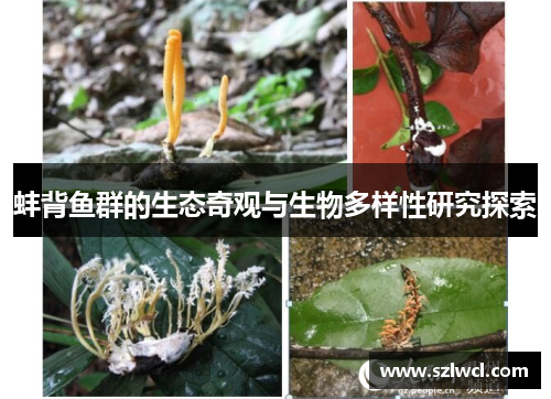 蚌背鱼群的生态奇观与生物多样性研究探索